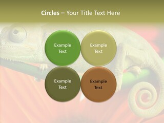 Chameleon On Flower. Isolation On White PowerPoint Template