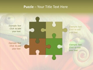 Chameleon On Flower. Isolation On White PowerPoint Template