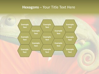 Chameleon On Flower. Isolation On White PowerPoint Template