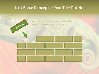 Chameleon On Flower. Isolation On White PowerPoint Template