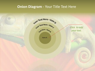 Chameleon On Flower. Isolation On White PowerPoint Template