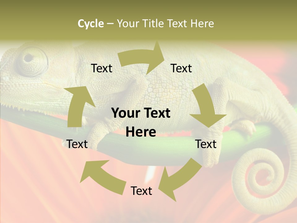 Chameleon On Flower. Isolation On White PowerPoint Template