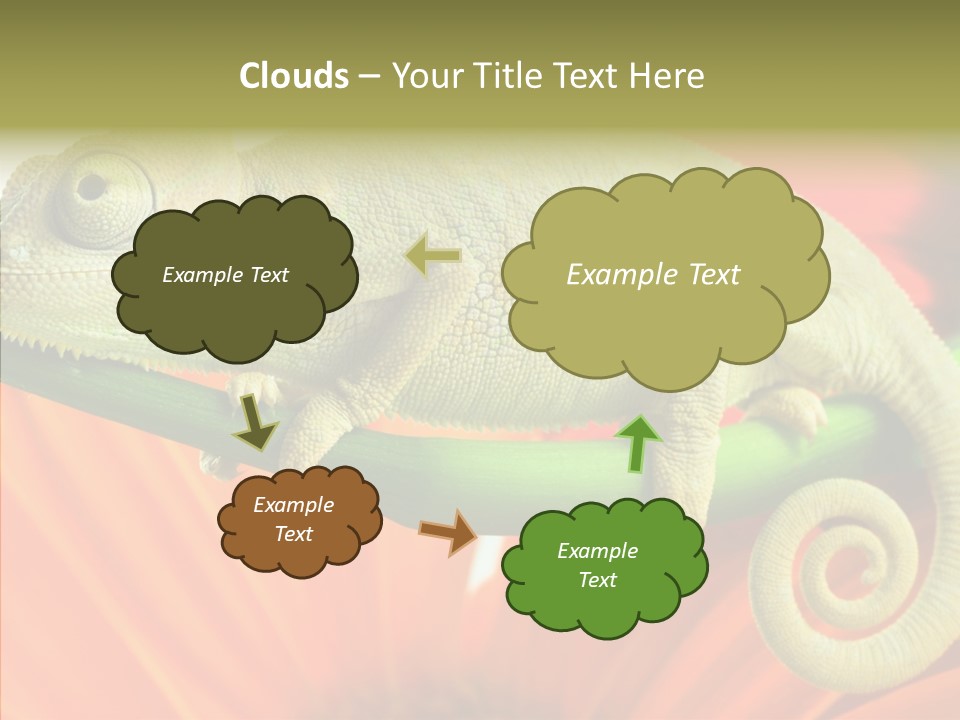 Chameleon On Flower. Isolation On White PowerPoint Template