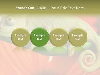 Chameleon On Flower. Isolation On White PowerPoint Template