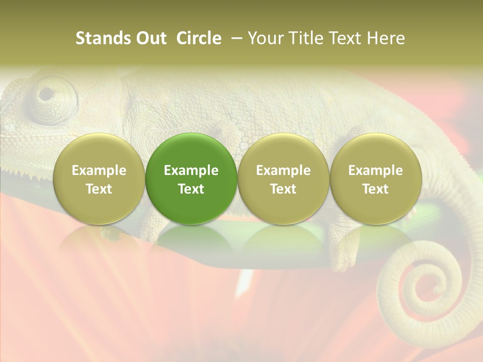 Chameleon On Flower. Isolation On White PowerPoint Template