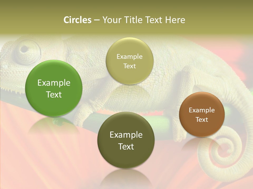 Chameleon On Flower. Isolation On White PowerPoint Template