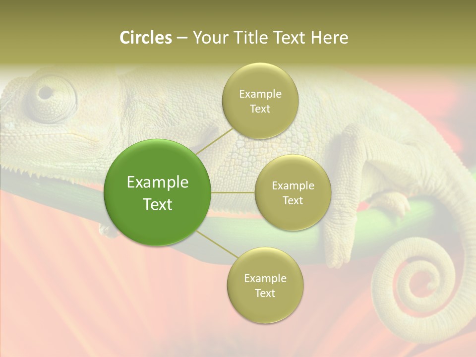 Chameleon On Flower. Isolation On White PowerPoint Template