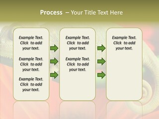 Chameleon On Flower. Isolation On White PowerPoint Template