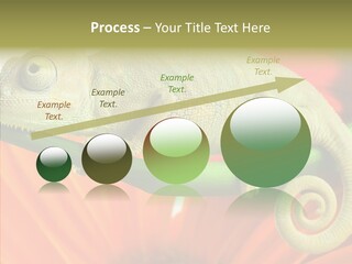 Chameleon On Flower. Isolation On White PowerPoint Template