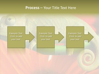 Chameleon On Flower. Isolation On White PowerPoint Template