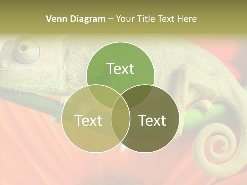 Chameleon On Flower. Isolation On White PowerPoint Template