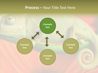 Chameleon On Flower. Isolation On White PowerPoint Template
