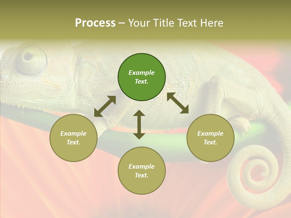 Chameleon On Flower. Isolation On White PowerPoint Template