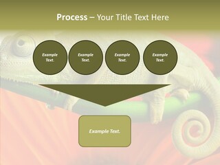 Chameleon On Flower. Isolation On White PowerPoint Template