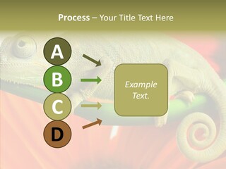 Chameleon On Flower. Isolation On White PowerPoint Template