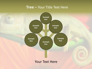 Chameleon On Flower. Isolation On White PowerPoint Template