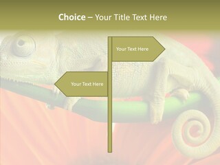 Chameleon On Flower. Isolation On White PowerPoint Template