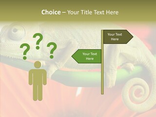 Chameleon On Flower. Isolation On White PowerPoint Template