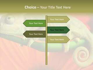 Chameleon On Flower. Isolation On White PowerPoint Template