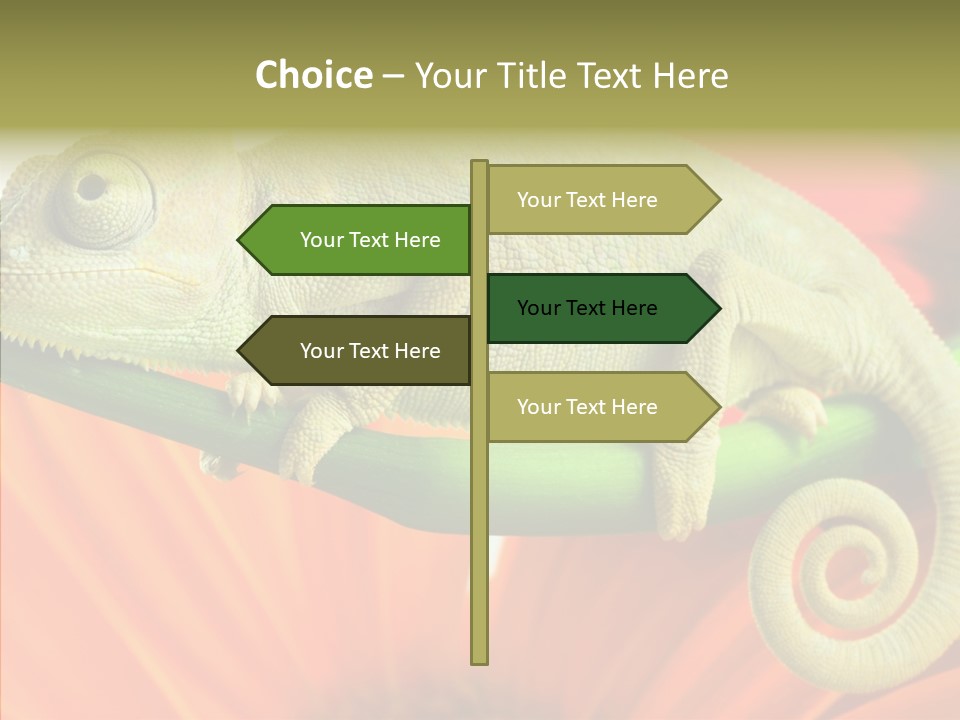 Chameleon On Flower. Isolation On White PowerPoint Template