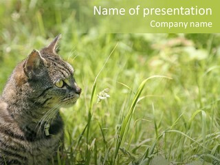 Kitten Garden Summer PowerPoint Template