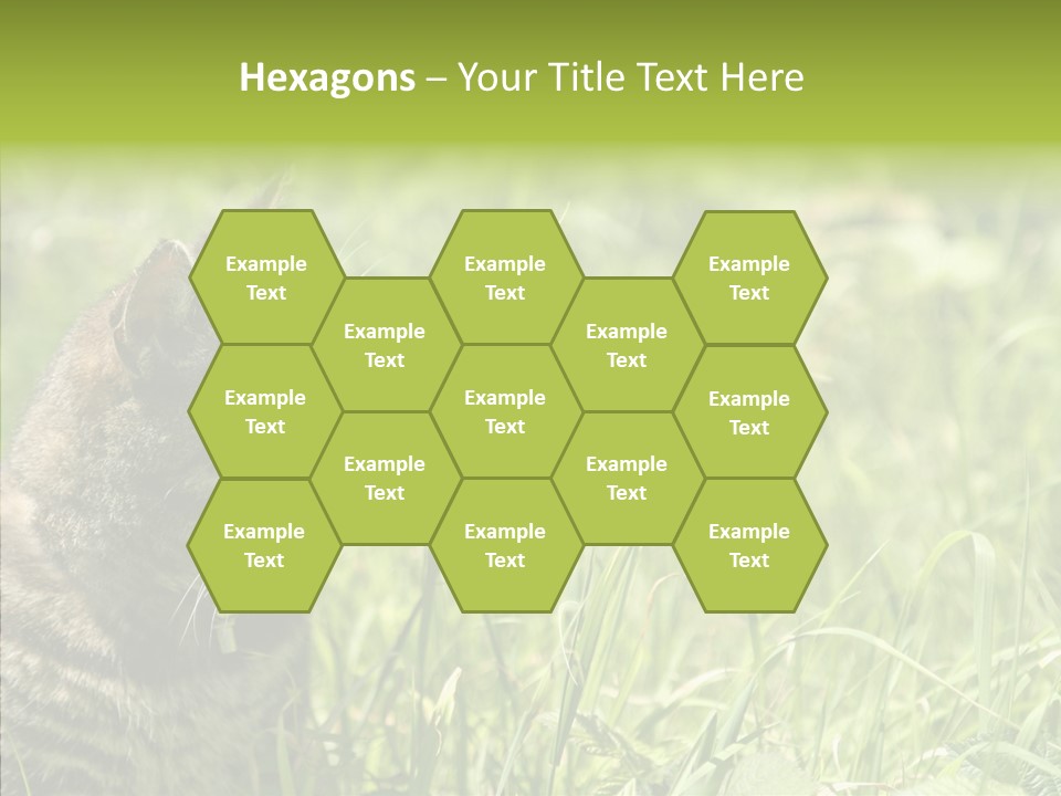 Kitten Garden Summer PowerPoint Template