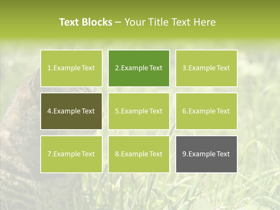 Kitten Garden Summer PowerPoint Template