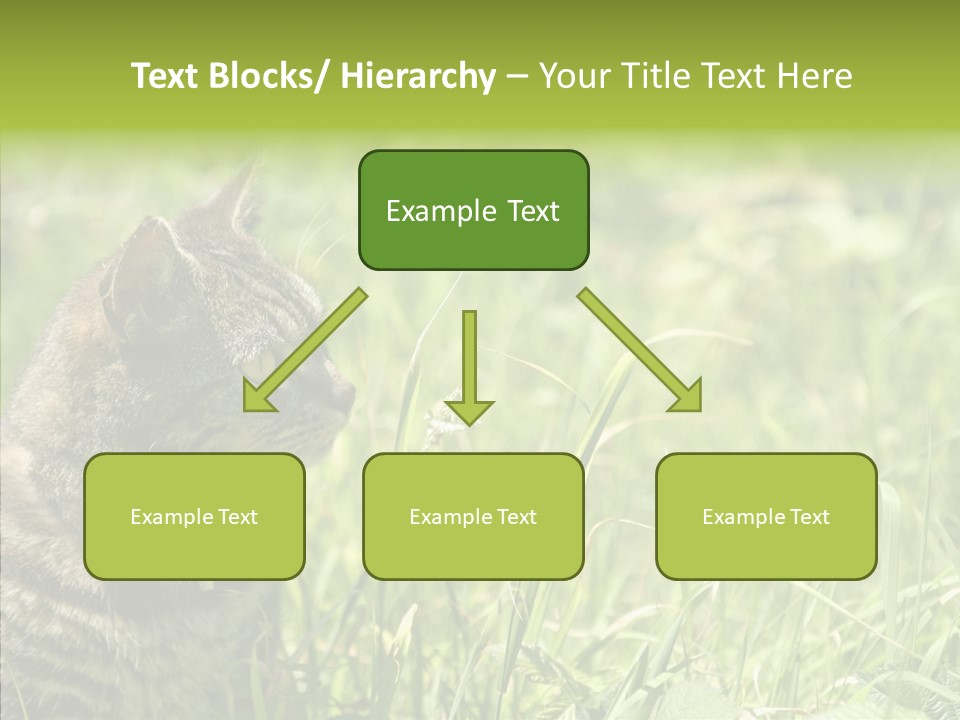 Kitten Garden Summer PowerPoint Template