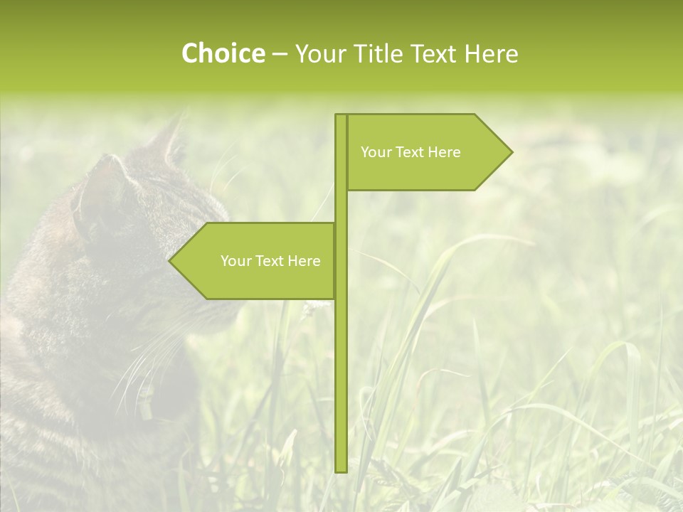 Kitten Garden Summer PowerPoint Template