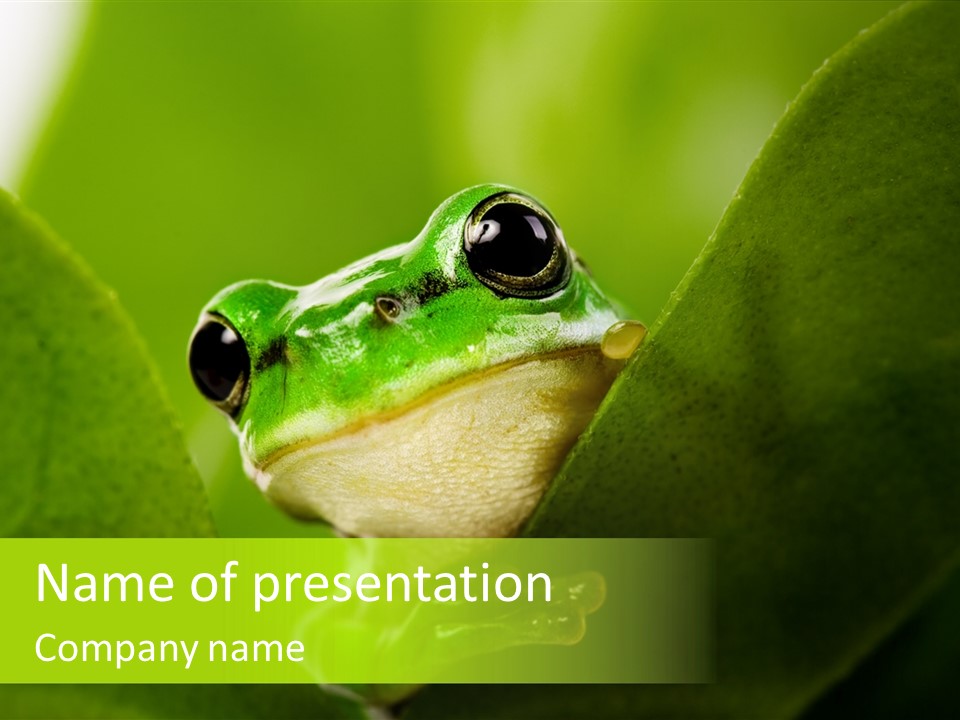 Boyfriend Toad Peeking PowerPoint Template