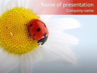 Daisy Red Zoology PowerPoint Template