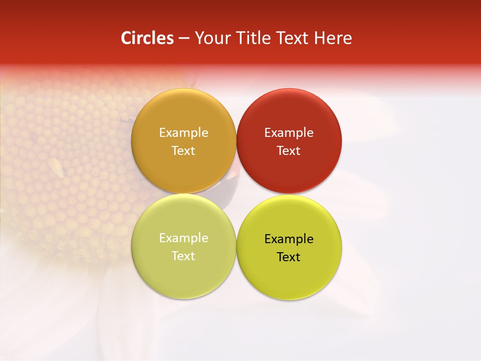 Daisy Red Zoology PowerPoint Template