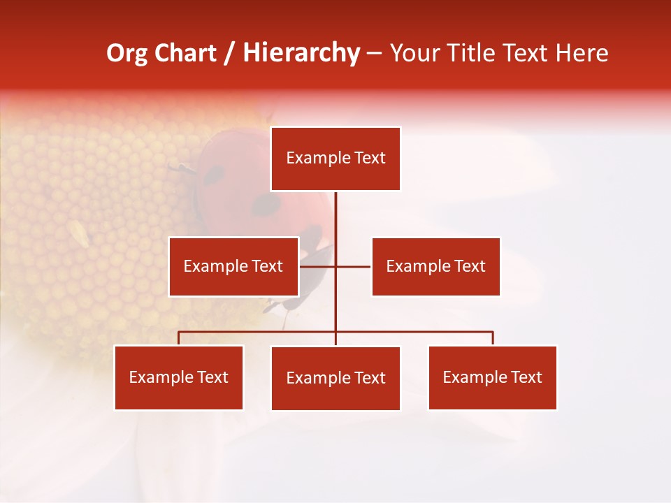 Daisy Red Zoology PowerPoint Template