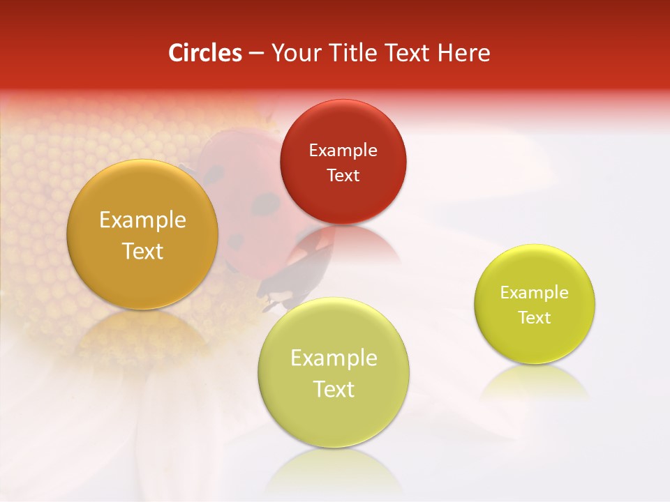 Daisy Red Zoology PowerPoint Template
