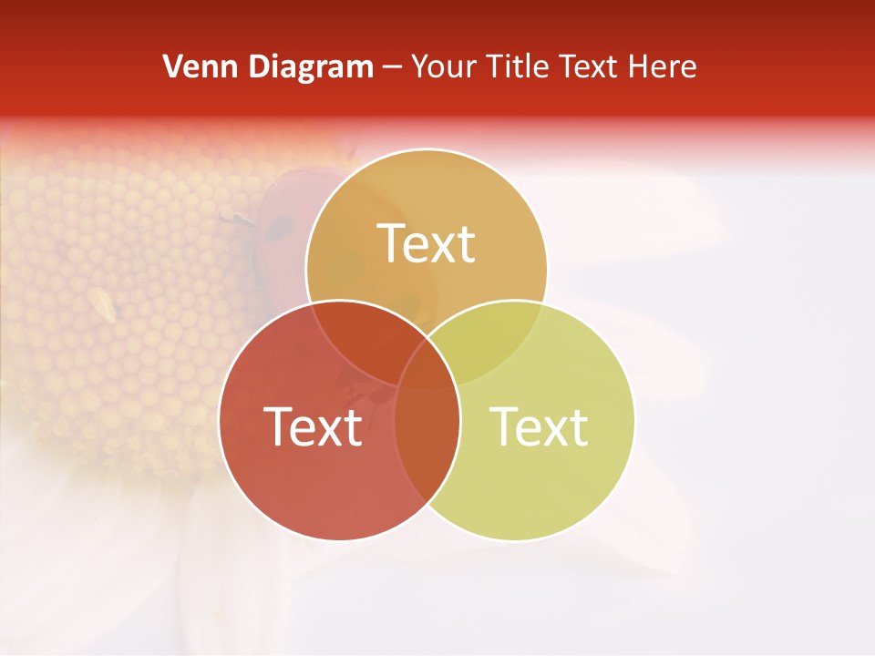 Daisy Red Zoology PowerPoint Template