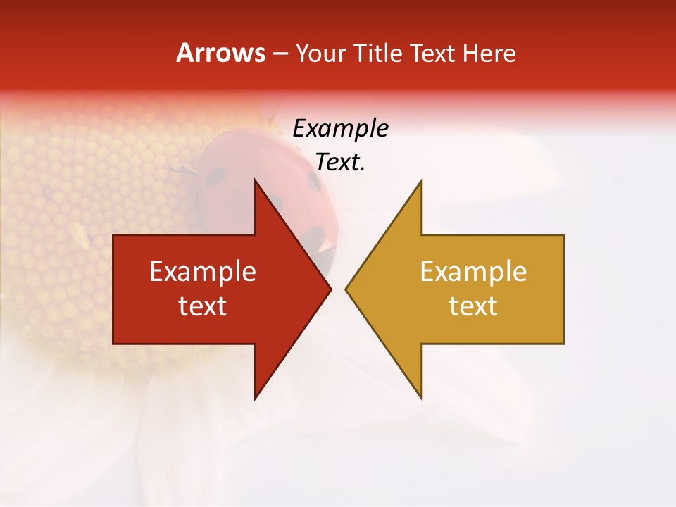 Daisy Red Zoology PowerPoint Template