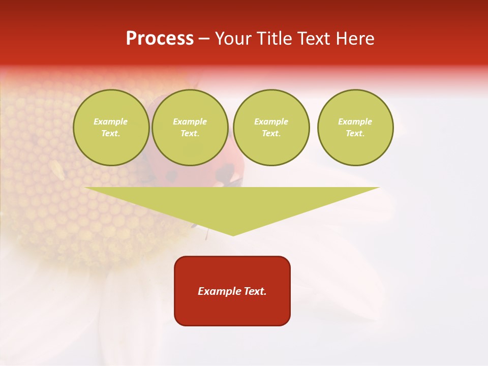 Daisy Red Zoology PowerPoint Template