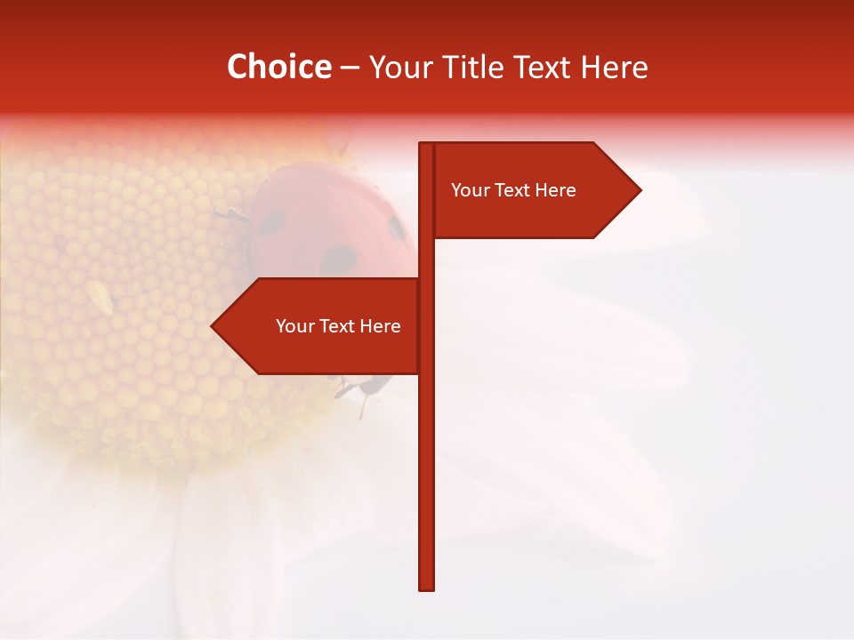 Daisy Red Zoology PowerPoint Template