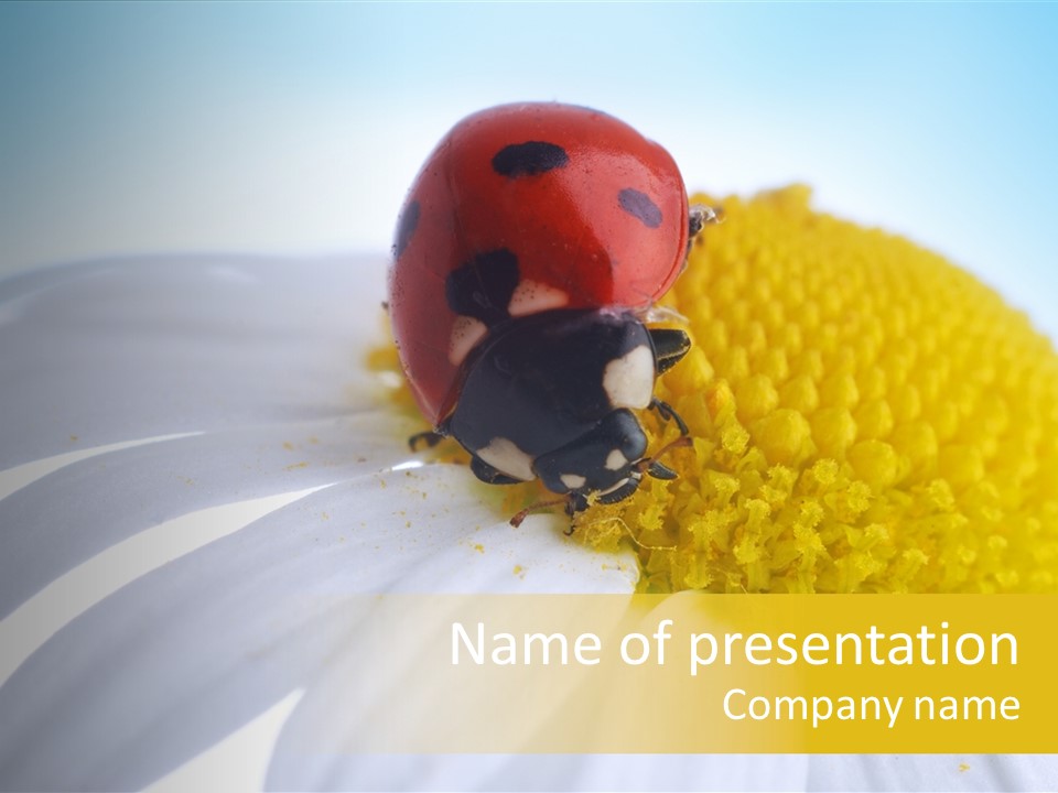 Blossom Background Insect PowerPoint Template