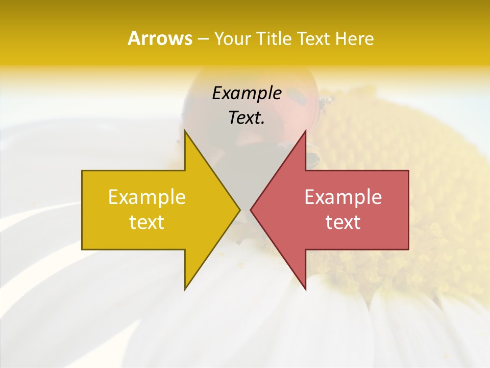 Blossom Background Insect PowerPoint Template