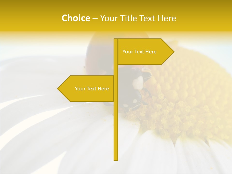 Blossom Background Insect PowerPoint Template