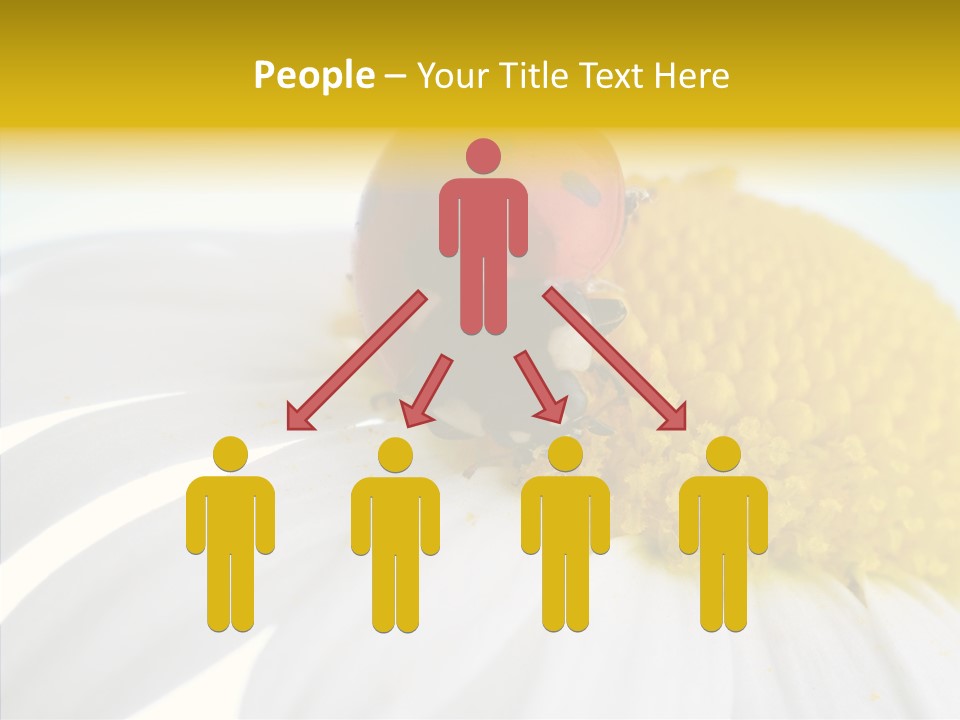 Blossom Background Insect PowerPoint Template