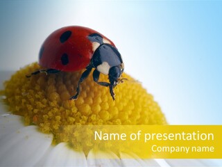 Nature Macro Colored PowerPoint Template
