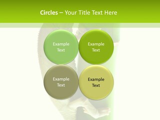 Arboricole Isolated Wild PowerPoint Template