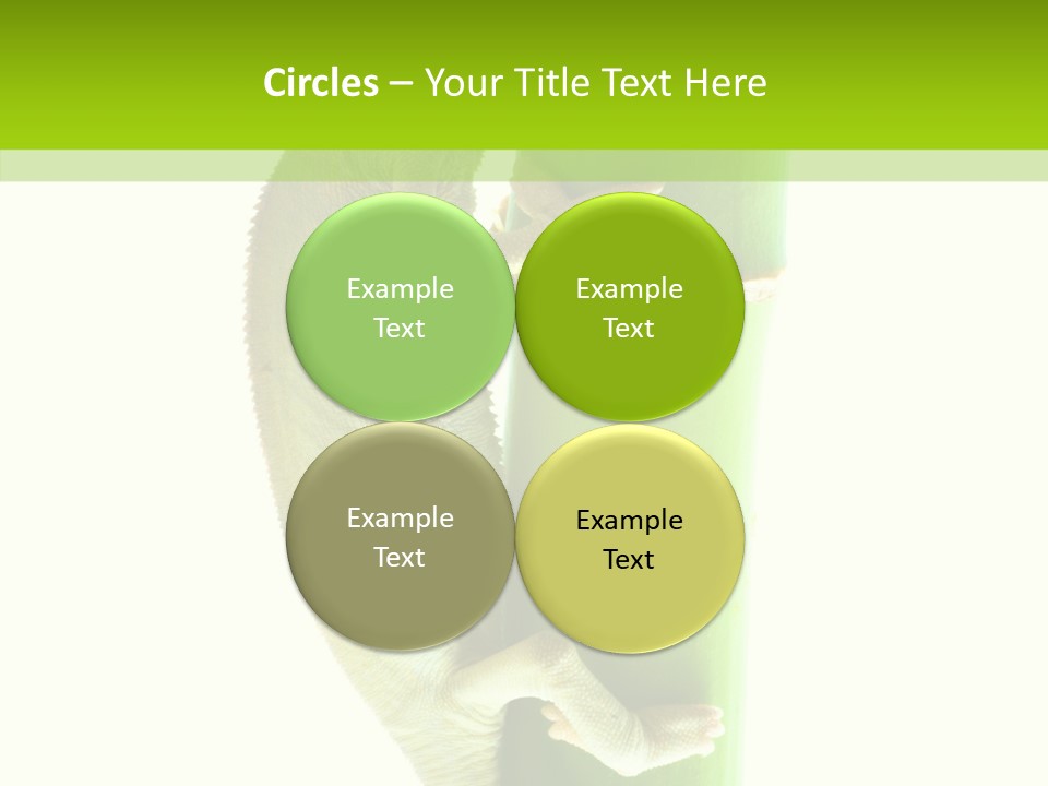 Arboricole Isolated Wild PowerPoint Template