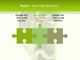 Arboricole Isolated Wild PowerPoint Template