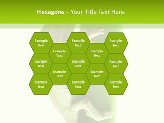 Arboricole Isolated Wild PowerPoint Template