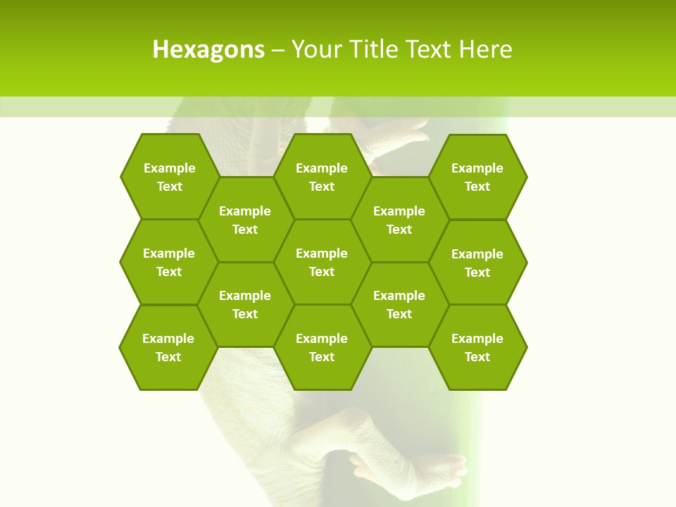 Arboricole Isolated Wild PowerPoint Template