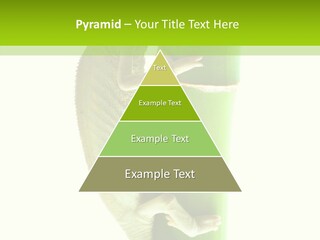 Arboricole Isolated Wild PowerPoint Template