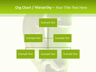 Arboricole Isolated Wild PowerPoint Template
